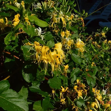 Ziya Bey Sahil Evleri *